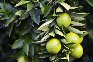 Limon yetishtiruvchi tadbirkorlarning xarajatlari subsidiya orqali qoplab beriladi