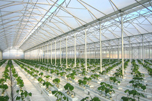 Issiqxonalarga gaz yetkazib berish bo‘yicha hech qanday cheklov yo‘q — Energetika vazirligi