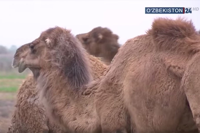 Предприниматель в Джизаке взял кредит в банке и начал разводить верблюдов