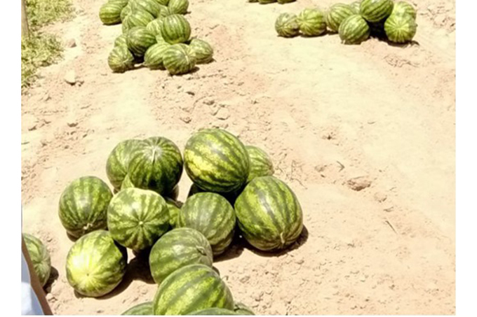 Tarvuz eksporti boshlandi &mdash; ilk partiya Qozog&rsquo;istonga eksport qilindi