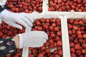 O‘zbekistonda gilos narxi rekord darajani qayd etdi — EastFruit