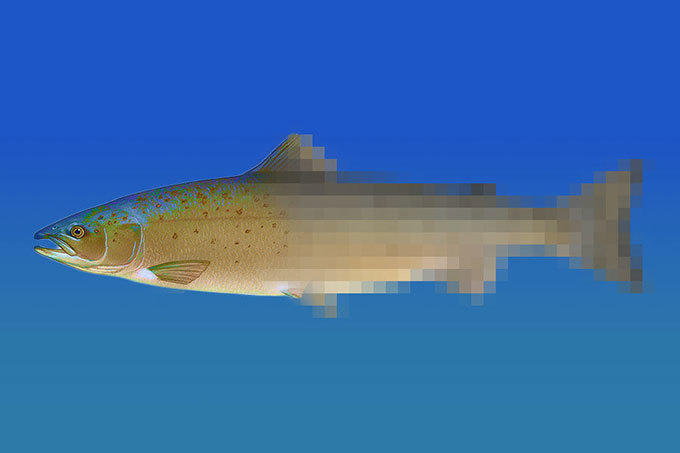 Американский производитель «растительного мяса» начал разработку «соевой» рыбы