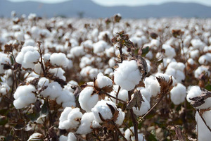 Текстильным предприятиям выделят льготные кредиты на покупку хлопка