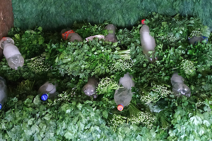 Узбекистан стал лидером поставок зелени на Украину