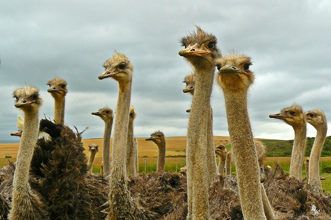 Более 400 человек признаны потерпевшими по делу Straus House