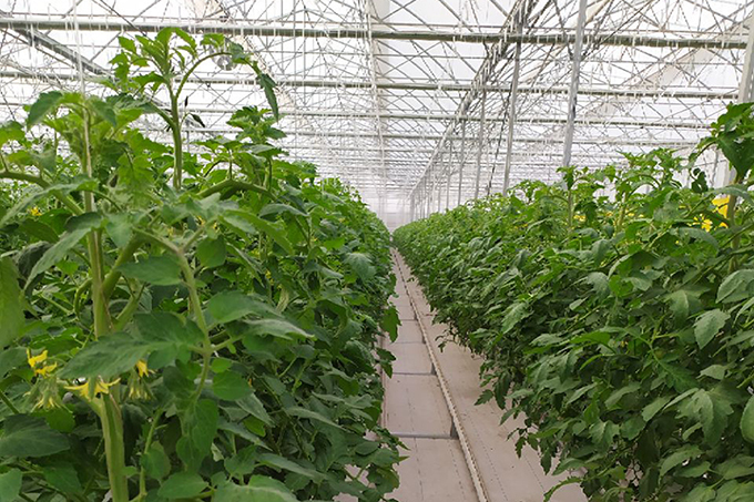 «Агробанк» профинансировал создание современной теплицы в Зангиатинском районе