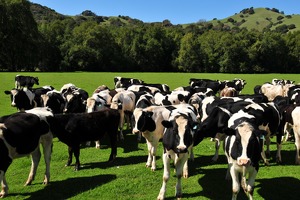 Qirg‘iziston qoramol eksportini olti oyga taqiqlamoqchi