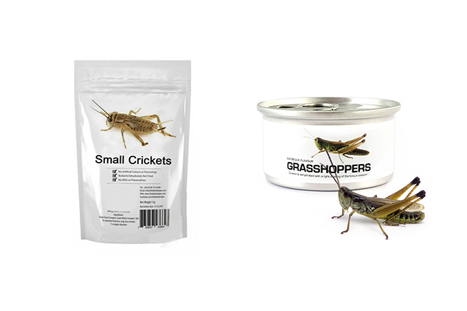 «Хрустящие сверчки» — кто, как и зачем выращивает в Узбекистане съедобных насекомых