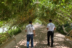 Buxoroda enoturizm markazi yaratilishi rejalashtirilmoqda