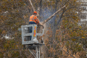 Минэкологии призвало к проверке в отношении Мурада Назарова по подходам к вырубке деревьев