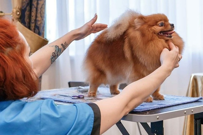 Идея для бизнеса: как открыть в Ташкенте груминг-салон и сколько можно на этом заработать