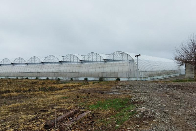 Под Ташкентом за долги выставили на аукцион тепличный комплекс