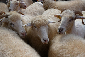 Импортерам овец и коз из Монголии выделят льготные кредиты под 10%