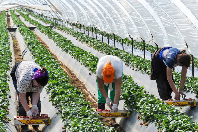 Агросектор Британии ищет работников в Узбекистане. При чём тут Украина