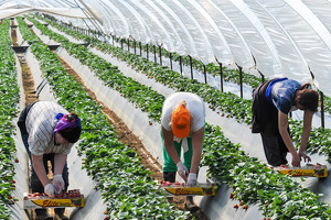 HOPS набирает 3 тысячи человек на сезонные работы в Великобритании