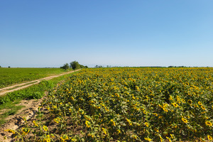 Фермер из Кашкадарьи добился списания штрафа на 262 млн сумов