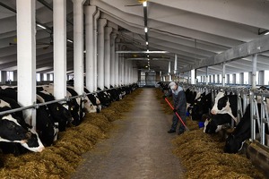 25 ta tumanda chorvachilik klasterlari tashkil etiladi