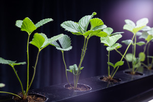 Земельный налог для фермеров снизят за органическую сертификацию