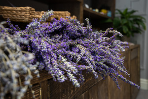 Navoiyda umumiy qiymati $2,5 mln bo‘lgan lavanda va atirgul plantatsiyasi qurilmoqda