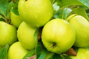 Toshkent supermarketlarida ertapishar olma sotuvga chiqdi