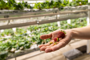 Когда и на каких условиях разрешается выдавать зарплату натурой