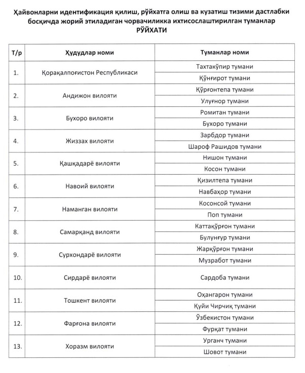 chorvachilik, klaster