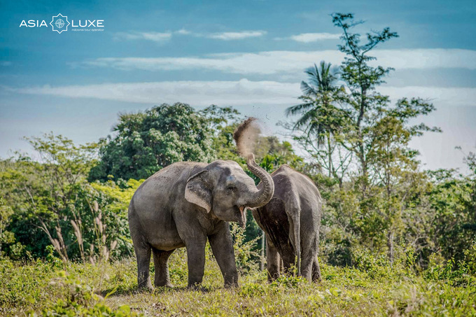 asialuxe travel, реклама