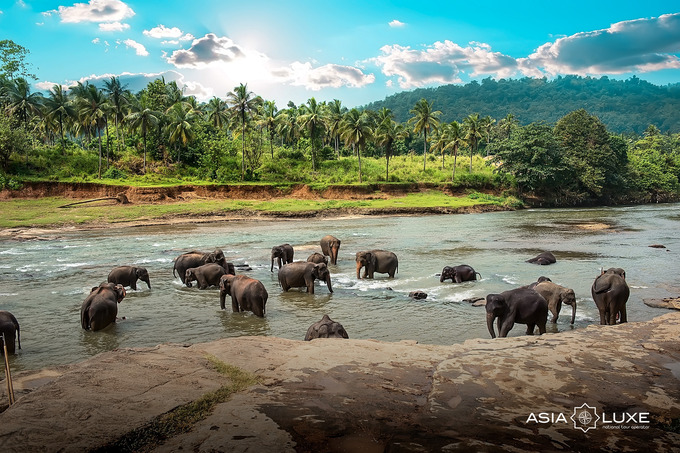 asialuxe travel, реклама