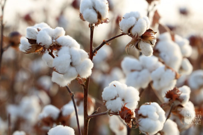 Президент издал указ о снижении долговой нагрузки на хлопковые кластеры