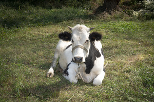 В Узбекистане вводится обязательная регистрация домашних животных