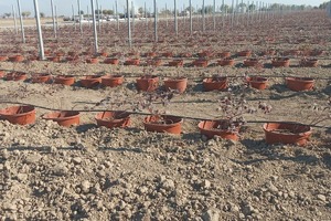 Компания из ОАЭ вложит $30 млн в ягодную ферму в Андижанской области