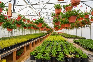 Минэкологии проверяет теплицы вокруг Ташкента на предмет загрязнения