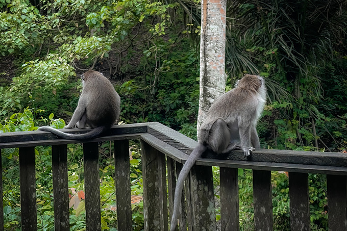 бали, личный опыт путешествия
