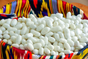 O‘zbekistonda ipak qurti pillasining xarid narxi 25%ga oshdi