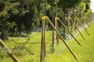 1-iyuldan daraxt ekkan ayrim fuqarolarga subsidiya ajratiladi