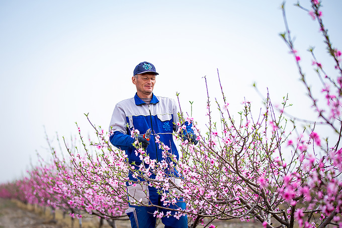 Как Siberian Wellness поддерживает агробизнес в Узбекистане