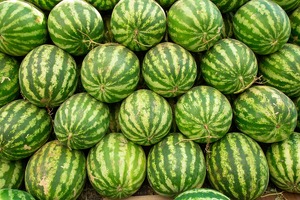 O‘zbekiston tarvuz eksporti bo‘yicha yillik rekordni yangiladi