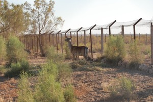 Safari parklar va ov turizmini tashkil qilgan ovchilik xo‘jaliklariga soliq imtiyozlari beriladi