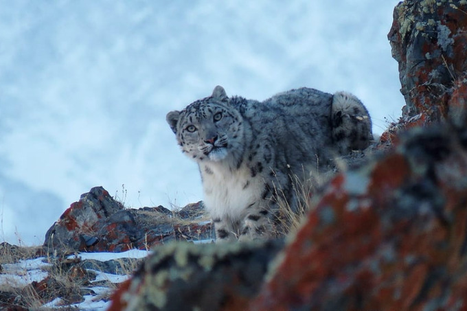 siberian-welness, реклама