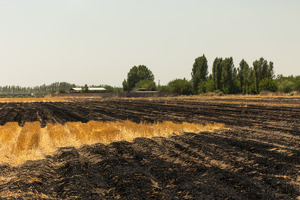 4 тыс. бедных семей бесплатно получат по 50 соток земли под шелковичные сады