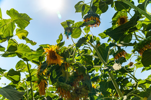 В образцовых районах создадут промышленные сады на 3 тыс. га