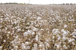Узбекистан планирует импортировать хлопок из США