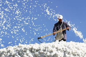 «Поручений об отмене контрактов на поставку хлопка не давали» — Минсельхоз