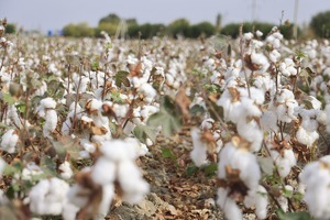 Хлопковый кластер Gurlan Global обвинили в манипуляции ценами