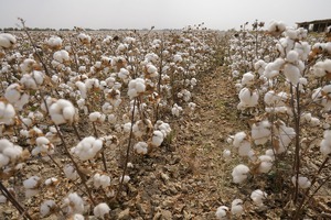 «Произвол, коррупция и неэффективность» — Юлий Юсупов о кризисе в текстильной отрасли Узбекистана