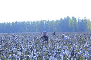 Сборщикам хлопка в Узбекистане рекомендуют платить 2000 сумов за кг — Минсельхоз