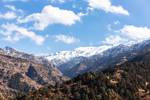 ВБ выделит Узбекистану $153 млн на работы по восстановлению лесов