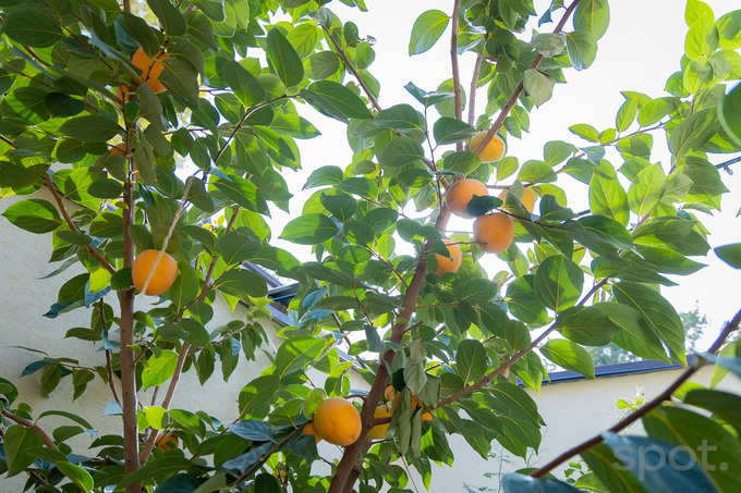 zahid inn, гостиница