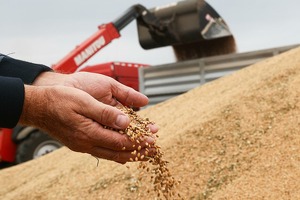 Узбекистан остается главным покупателем пшеницы у Казахстана