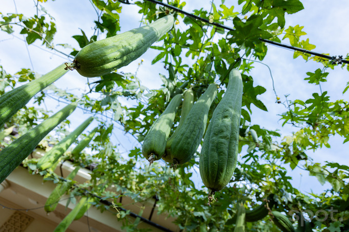 zahid inn, гостиница